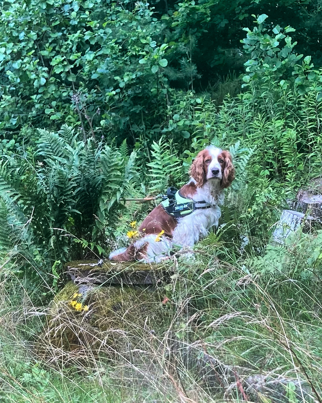 Hunden Emilia sitter på en stor stubbe och tittar på mig